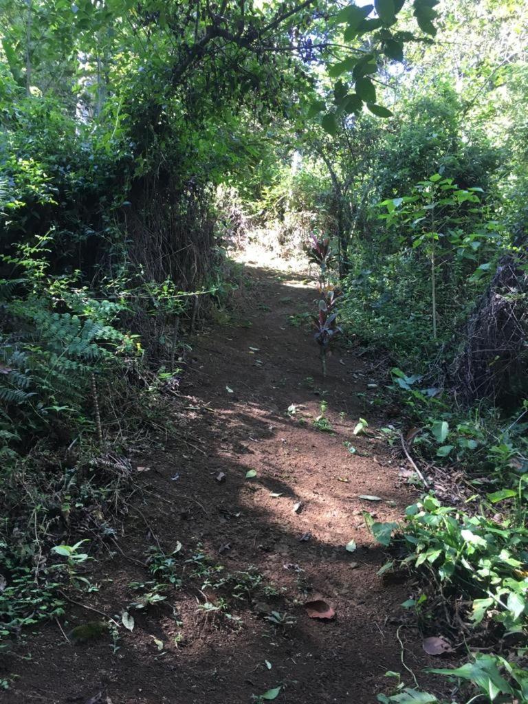Green Mountain And Lodge Turrialba Exterior photo