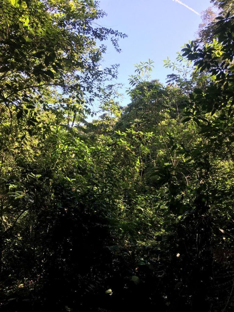 Green Mountain And Lodge Turrialba Exterior photo